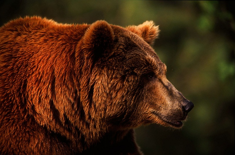 Brown bear (Ursus arctos) portrait.