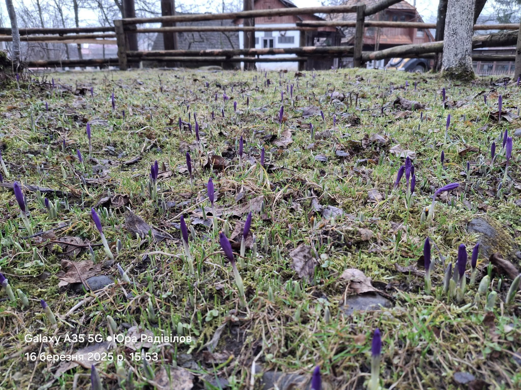 На Закарпатті починається сезон цвітіння крокусів